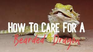 Take your bearded dragon to a veterinarian. Learn How To Care For A Bearded Dragon A Guide For Beginners
