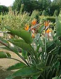 Strelitzia Reginae Paradijsvogelbloem Bloemen