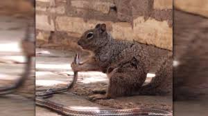 The list of mammalian predators that will take squirrels if the opportunity arises is considerable and includes red foxes (vulpes vulpes), domestic cats (felis . Don T Mess With Texas Squirrels Photo Shows Squirrel Eating A Snake At A Guadalupe Mountains National Park Abc7 Chicago