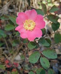 Image result for Rosa sp.
