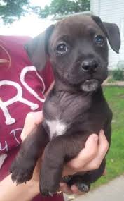 Learn more about humane society of freeborn county in albert lea, mn, and search the available pets they have up for adoption on petfinder. 100 Petfinder Com Ideas Dogs Animals Adoption