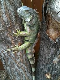 Female Green Iguana Ringo Iguana Green Iguana Lizard