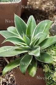Add interest to an entry way or spruce up any indoor space with this tall artificial agave. Agave Ray Of Light Media Database
