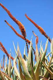 Image result for Aloe carnea