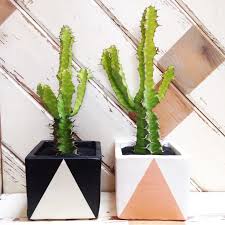 Today we will discuss all cacti diseases, how to recognize and treat them. How To Know The Difference Between Succulents Cacti Establish