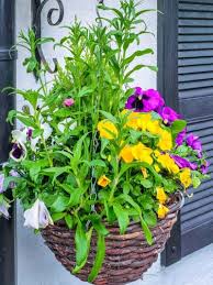 This flower is extremely versatile and thrives in hanging baskets, rock gardens and window boxes. Hanging Basket Plants Best Flowers For Hanging Baskets