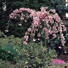 Weeping trees are characterized by soft, limp twigs. Prunus Kiku Shidare Zakura Parkers Wholesale