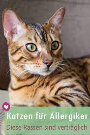diese katzen sind fur allergiker geeignet katzen katzen rassen katzenrassen