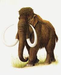 Vintage Mammoth Print Extinct Animal Extinct Animals Rare Animals Prehistoric Animals