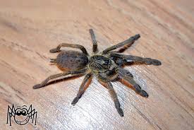 Augacephalus Junodi Sub Adult Male Araignee Mygale