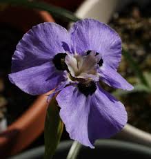 Image result for Moraea elliotii