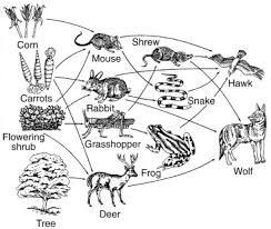 3190000kcal per square meter per year 2. Https Www Cwcboe Org Cms Lib Nj01001185 Centricity Domain 143 The 20biosphere Practice 20test Practice 20test 20answers Pdf