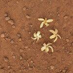 Image result for Funtumia africana