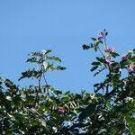 Image result for Baikiaea