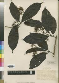 Image result for Sherbournia bignoniiflora