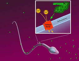 Das ist aber nicht so! Sexualhormon Steuert Schwimmverhalten Der Spermien Progesteron Aktiviert Kalzium Kanale Und Dirigiert So Die Bewegung Scinexx De