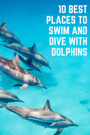 10 Best Places To Swim Dive With Dolphins Diving Dolphins Swimming Diving