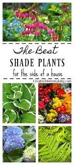 Maybe you would like to learn more about one of these? The Best Shade Plants For A Shady Side Of A House Best Plants For Shade Shade Plants Shade Perennials