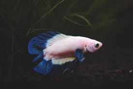 The delta tail betta is one of the more unusual varieties of this popular fish. A Clean Blue Rim Doubletail Plakat Dtpk Male One Of My Oldest Bettas Around 18 Months Old And Still Haven T Marbling So Far Bettafish