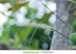 Image result for Perotis patens