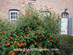 Image result for Tithonia rotundifolia
