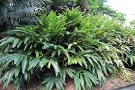 Spider plant is very easy to grow and care for. Shell Ginger Alpinia Zerumbet Plant Profile Oxley Nursery Brisbane