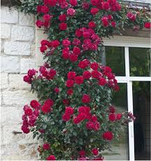 Rosier Grimpant Le Grand Huit Adabaring Plante En Ligne Rosier Grimpant Rosier Parterre De Fleurs