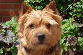 It is better if this is done twice a day. Norwich Terrier Rassebeschreibung Adressen Und Viele Fotos