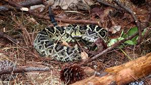 The venomous species include five pit vipers (eastern diamondback rattlesnake, timber rattlesnake, pygmy rattlesnake, copperhead, and cottonmouth) and the coral snake. 6 Most Dangerous Snakes In Florida Owlcation