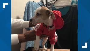 Help us in supporting gainesville pet rescue! Woman Says Jacksonville Shelter Shipped Her Lost Puppy To Gainesville Rescue Firstcoastnews Com
