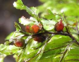 Image result for Hymenophyllum peltatum