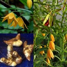 Image result for Littonia modesta