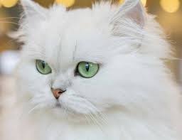 Maybe you would like to learn more about one of these? Chinchilla Cat Guide Cwvc Limited