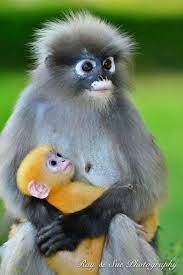 Animals Exquisite Amusing And Aww 8 Animals Beautiful Cute Creatures Cute Animals