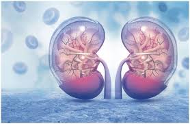 Pin On Kidneys