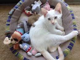 Chocolate, seal, lilac, blue, red, cream, fawn, cinnamon pattern : Flame Point Siamese Cat Poc
