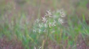 Image result for Cyperus rotundus
