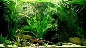Aquarium Backgrounds Download Free Pixelstalk Net Aquarium Backgrounds Tank Wallpaper Fish Tank