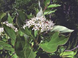 Image result for Vigna racemosa