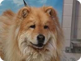 You won't have to part with your friend after all. 25 Humane Society Of Southern Az Ideas Humane Society Dog Adoption Kitten Adoption