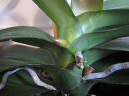 Maybe you would like to learn more about one of these? How To Tell The Difference Between Orchid Roots And Orchid Spikes Brooklyn Orchids