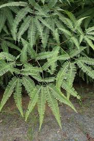 Image result for Dicranopteris