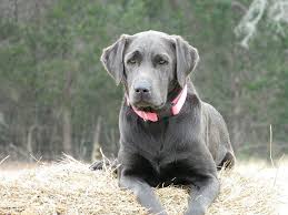 Silver labs are sweet, patient, & loyal dogs. Silver Labrador Puppies For Sale Near Me Online