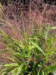 Image result for Eragrostis racemosa