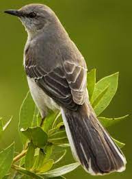 It is only found in texas. State Bird Of Ar Fl Ms Tn Tx Mockingbird