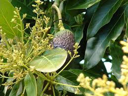 Growing Avocados Flowering Pollination And Fruit Set