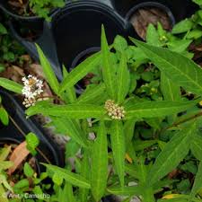 Image result for Asclepias albens