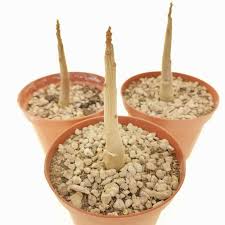 Image result for Entandrophragma caudatum