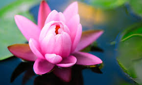 Lotus Flower Everything You Need To Know Nature
