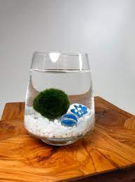 Marimo Pet In The Sea By Wendiland On Etsy 23 00 Marimo Moss Ball Marimo Marimo Moss